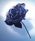 image encre texture fleur anniversaire rose edited by me - PNG gratuit GIF animé