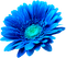 patricia87 fleur - gratis png geanimeerde GIF