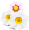 Flowers   Bb2 - ilmainen png animoitu GIF