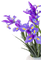 Iris flower - gratis png animeret GIF