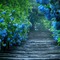 Blue Flower Stairway - бесплатно png анимированный гифка