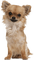 Chihuahua - zdarma png animovaný GIF