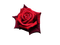 kukka, flower, fleur, rose, ruusu - PNG gratuit GIF animé