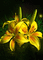 ani-bg-flowers-blomma-yellow--gul - Kostenlose animierte GIFs Animiertes GIF