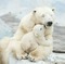 polar bear - PNG gratuit GIF animé