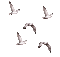 Birds bp - Безплатен анимиран GIF анимиран GIF
