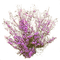 plante-purple-flower