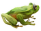 Kaz_Creations Frogs Frog - gratis png animeret GIF