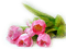 fleur,flower - darmowe png animowany gif
