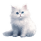 gattino bianco 2 - GIF animé gratuit
