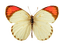 Kaz_Creations Butterfly - 免费PNG 动画 GIF