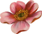 minou-decoration-deco-flower-pink - PNG gratuit GIF animé