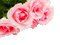 Y.A.M._Summer Flowers Decor - GIF animasi gratis GIF animasi