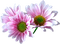 Flowers dm19 - фрее пнг анимирани ГИФ