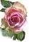 Rose - zdarma png animovaný GIF