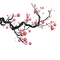 cherry blossom branch🍒🍒 cerise branche