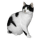 cat katrin - ücretsiz png animasyonlu GIF