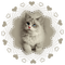cat - png gratuito GIF animata