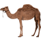 camel - zdarma png animovaný GIF