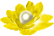 Animated.Flower.Pearl.Yellow - By KittyKatLuv65