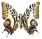 Papillon ** - Free animated GIF Animated GIF