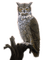 Rena Uhu Eule Owl Bird Vogel - Free PNG Animated GIF