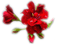 déco fleur rouge - png gratuito GIF animata