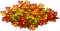 Leaves.Red.Orange.Green.Yellow - PNG gratuit GIF animé