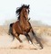 fond horse. horses bp - PNG gratuit GIF animé