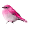 oiseau rose - PNG gratuit GIF animé