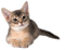 cat - бесплатно png анимированный гифка