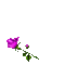 purple roses - Бесплатный анимированный гифка анимированный гифка