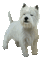 Kaz_Creations Dogs Dog Pup 🐶 - GIF animé gratuit GIF animé