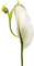 minou-white-flower - png grátis Gif Animado