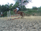 Saut de cheval - Free PNG Animated GIF
