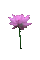 Цветок - Darmowy animowany GIF animowany gif