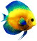 Fish.Yellow.Blue - PNG gratuit GIF animé
