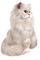 cat chat katze animal tube blanc - darmowe png animowany gif
