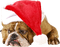 Kaz_Creations Christmas Dog Pup Dogs Colours - gratis png geanimeerde GIF