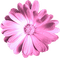 Flower.Pink - png gratuito GIF animata