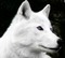 Loup blanc - nemokama png animuotas GIF