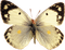 papillon - bezmaksas png animēts GIF