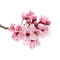 Spring Blossom - бесплатно png анимированный гифка