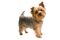 chien - gratis png geanimeerde GIF