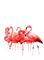 loly33 flamand rose - kostenlos png Animiertes GIF