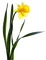Flowers yellow bp - gratis png geanimeerde GIF