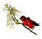 Bird.birds.branche.Red.branch.Victoriabea - GIF animé gratuit GIF animé
