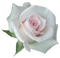 ruža - nemokama png animuotas GIF