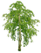дерево-берёза. - zdarma png animovaný GIF