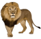 Lion - png gratis GIF animasi